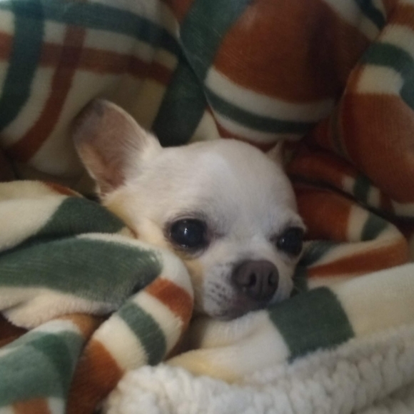 Meet your Posher, Monty - Picture 2 of 2